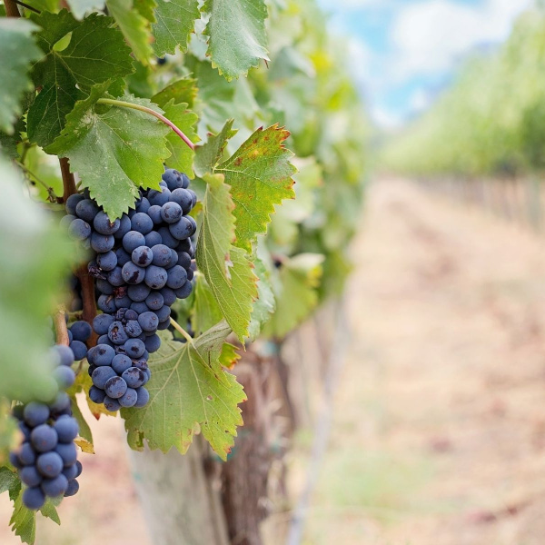 A day from grapes to barrels and glasses under the Tuscan sun